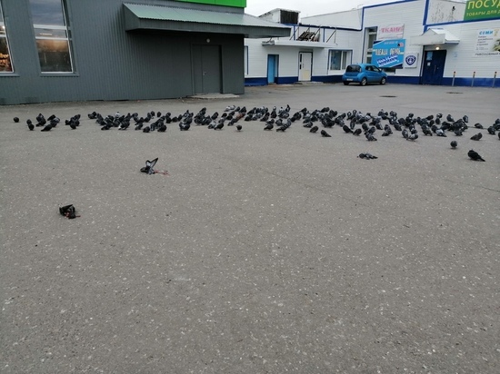 Школьница из Надыма вспарывает животы уличным голубям
