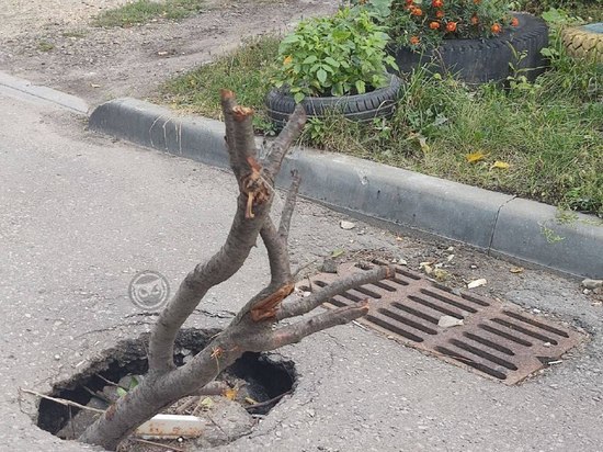 Инсталляция по-пензенски: горожане пожаловались на торчащее из дыры в асфальте дерево