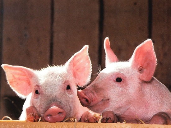 В Калининградской области все очаги африканской чумы свиней локализовали