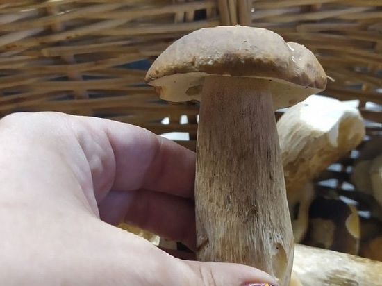 «Дедушкин секрет – кадку бучить»: как правильно заготовить грибы