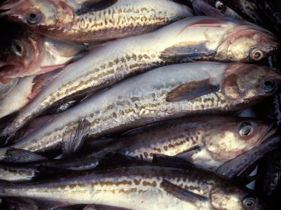 Семьям мобилизованных на Сахалине пообещали по 5 кг рыбы