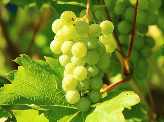 На Тамани рассчитывают собрать порядка 42 тысяч тонн винограда