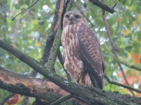 В последние годы орнитологи видели пернатого хищника лишь в парке «Кузьминки-Люблино»