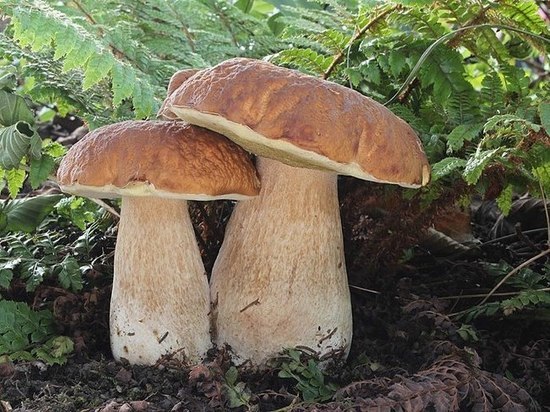 Россиянка нашла в лесу Ленобласти белый гриб весом 2 кг