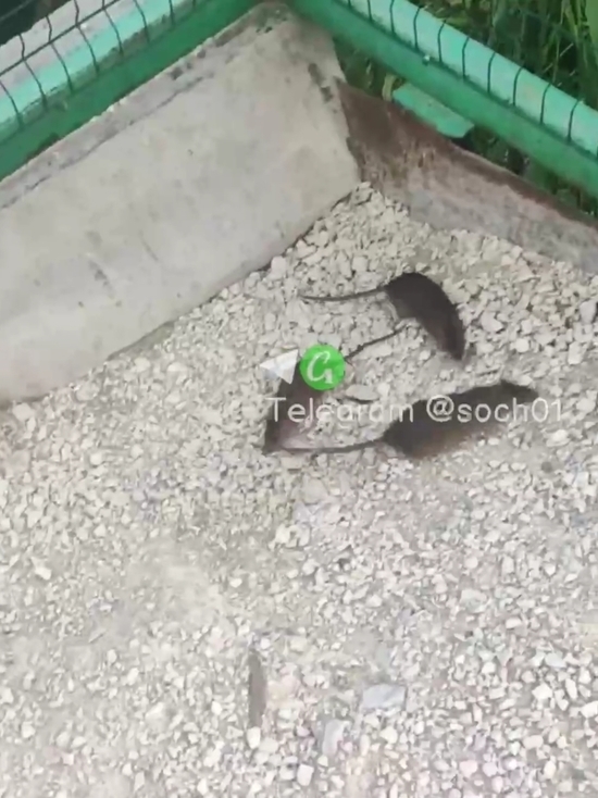 «Хуже тараканов»: в орнитологическом парке в Сириусе сняли на видео нашествие крыс