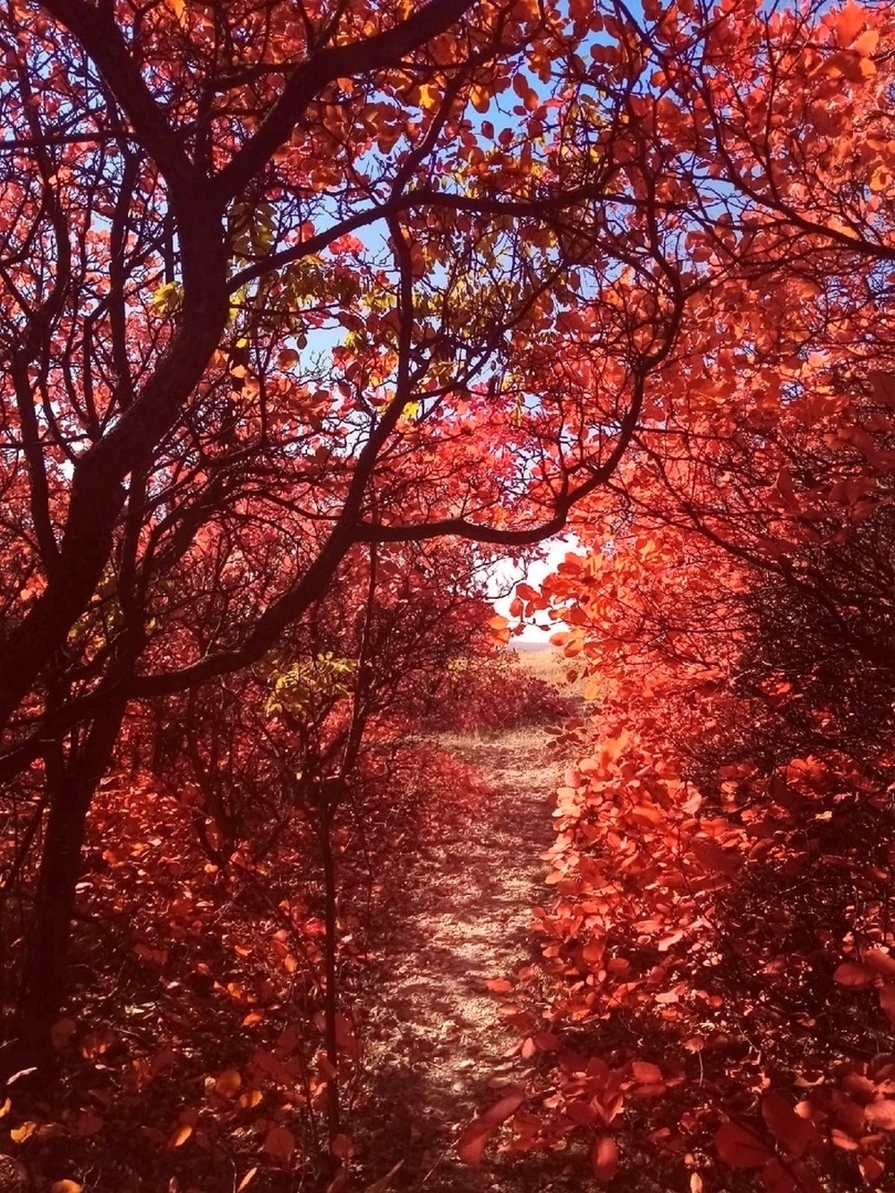 Красный лес в Богучаре