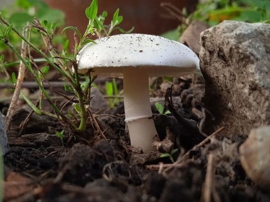 Грибная охота для двух жителей Антрацита закончилась отравлением