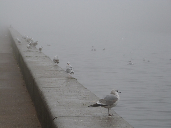 Туман окутает Петербург утром 5 октября