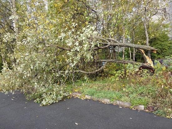 Сломанное дерево беспокоит жителей Петрозаводска