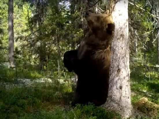 В объектив видеоловушки национального парка Карелии попал медведь