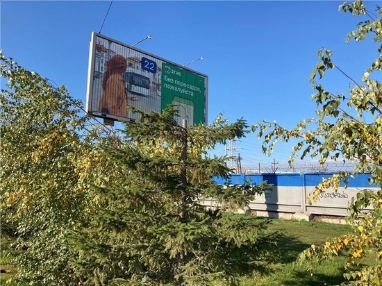 Жители Красноярска возмутились из-за срезки деревьев для рекламного щита