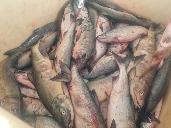 Семьям мобилизованных в Сахалинской области раздадут по 5 кг рыбы