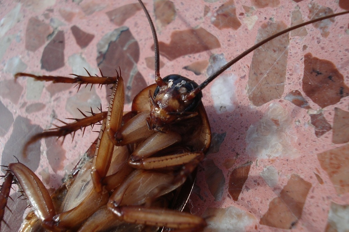 Таракан насекомое фото
