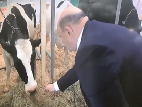 Появилось видео кормящего коров Мишустина