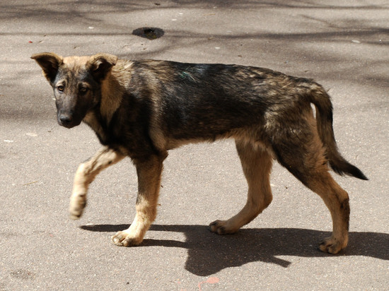 На территории городского округа Карелии планируется активный отлов бездомных собак