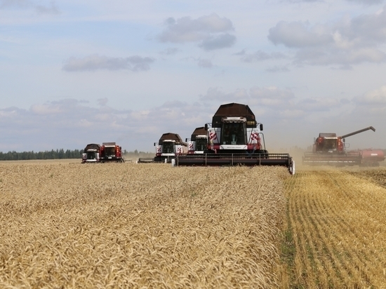 Урожайность зерновых в Орловской области заметно выросла за год