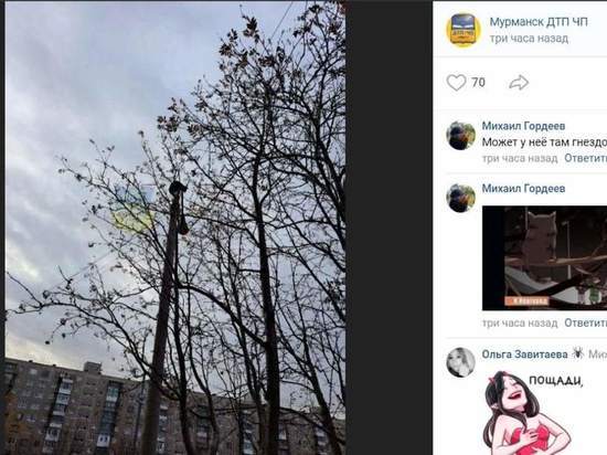 В Мурманске всей улицей вытаскивали с дерева застрявшую кошку