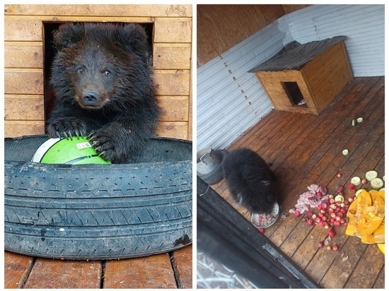 Волонтеры попросили яблок и ранеток для изъятого из леса медвежонка в Новосибирске