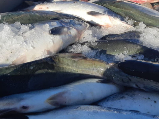 Семьям мобилизованных раздали 550 кг рыбы в центре Сахалина