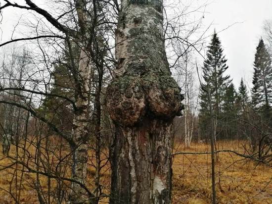 В Челябинской области обнаружили березу необычной формы