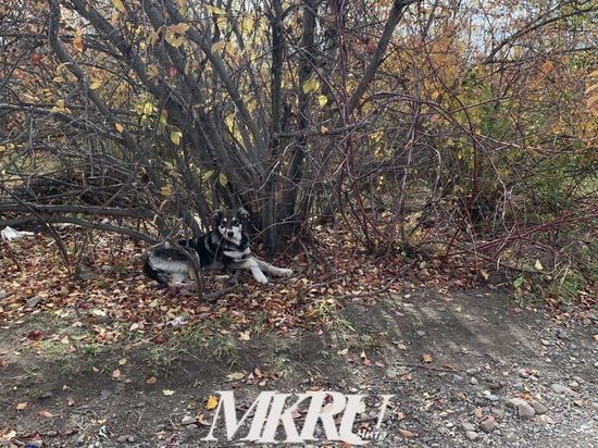 Хозяин заплатит 30 тыс руб покусанной его собаками девочке в Сретенске