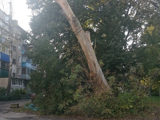 В Курске во дворе дома на Магистральном проезде дерево рухнуло на провода