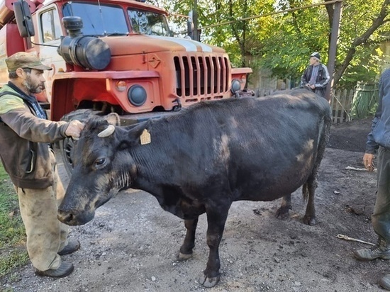 Сотрудники МЧС ЛНР спасли корову, упавшую в яму