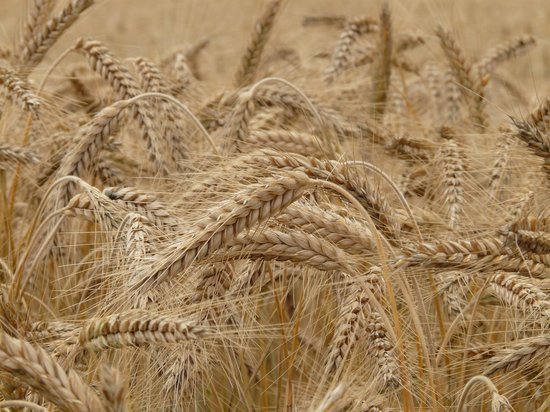 В Курской области аграрии недополучили из-за дождей 20% урожая