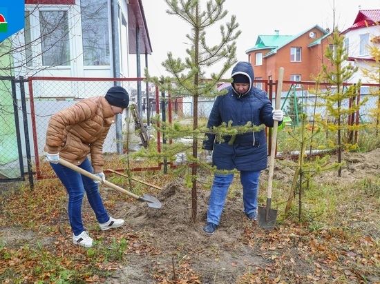 Последние в этом сезоне 70 сосен посадили в Надыме
