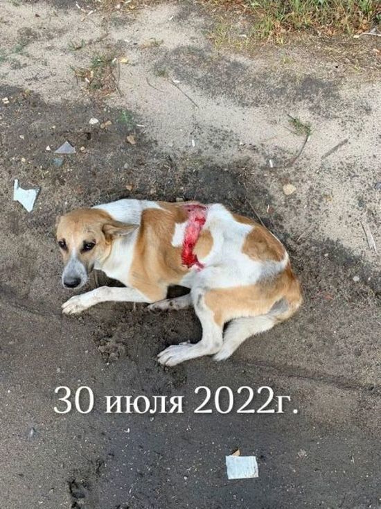 В Иванове арестован водитель, который сбил собаку и уехал