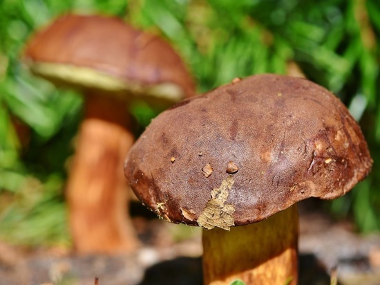 Петербуржцам назвали места, где все еще можно отыскать грибы