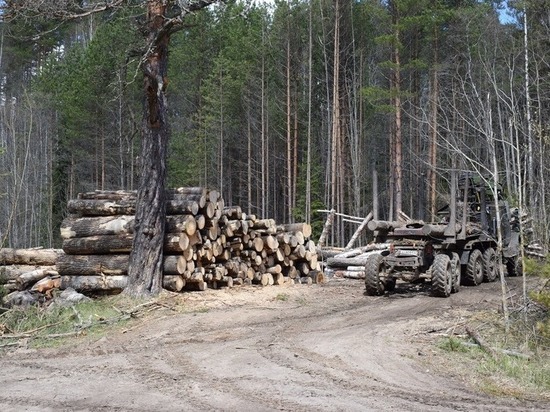 Жителям Карелии разрешат заготавливать древесину для строительства дач