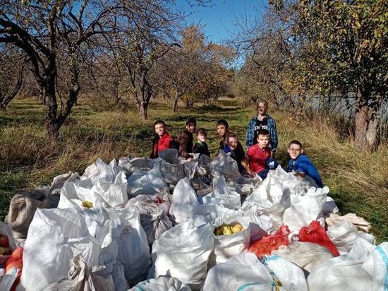 Школьники Орловской области собрали 2 тонны яблок в помощь бойцам СВО
