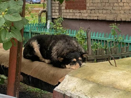 Тульские спасатели вытащили бездомную собаку из колодца
