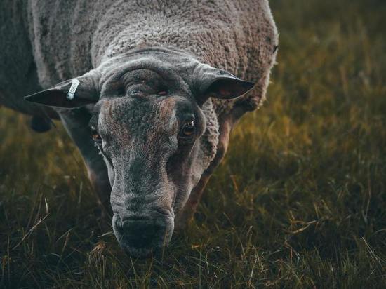 Генетически отредактированные овцы могут помочь в лечении смертельной детской болезни