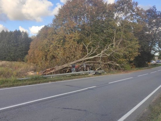 Водитель Scania врезался в дерево в Зеленоградском районе