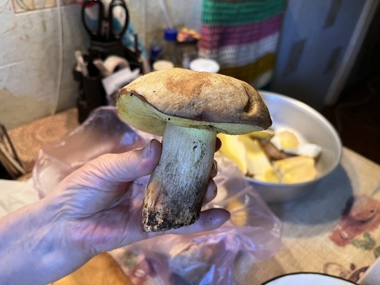 Съел - и умер: Роспотребнадзор сообщил, что ядовитые двойники есть даже у лисичек и дождевика