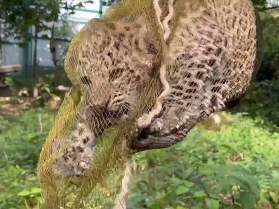 В сочинском Нацпарке повторно вакцинировали котят леопарда