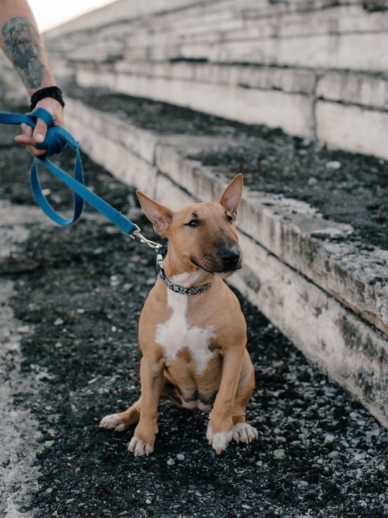 Детективная история кемеровского минибультерьера: похитителя сбежавшей собаки ищут по Кузбассу
