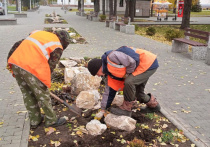 В Барнауле начали высаживать луковицы тюльпанов