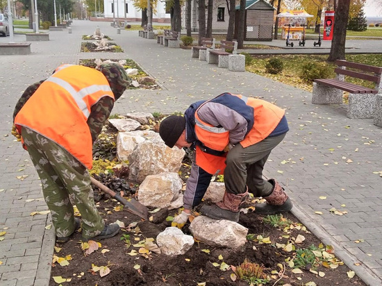 Более 45 тысяч тюльпанов высадят в Барнауле
