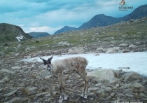 В Республике Алтай сфотографировали редкий подвид северного оленя