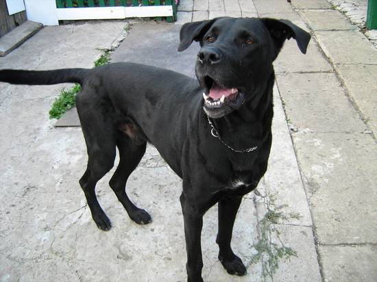 Спасатели ЛНР пришли на помощь провалившейся в колодец собаке