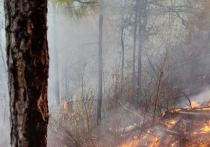 Пик лесных пожаров в России практически пройден
