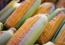 Двух жителей Калининградской области ждет суд за кражу 1 136 початков кукурузы с поля на территории Гвардейского района. Об этом сообщили в пресс-службе районного суда. 
