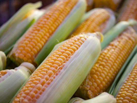 Двух калининградцев, укравших более тысячи початков кукурузы с поля, ждет суд