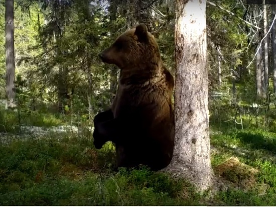 Лесные обитатели доставляют неудобства жителям республики