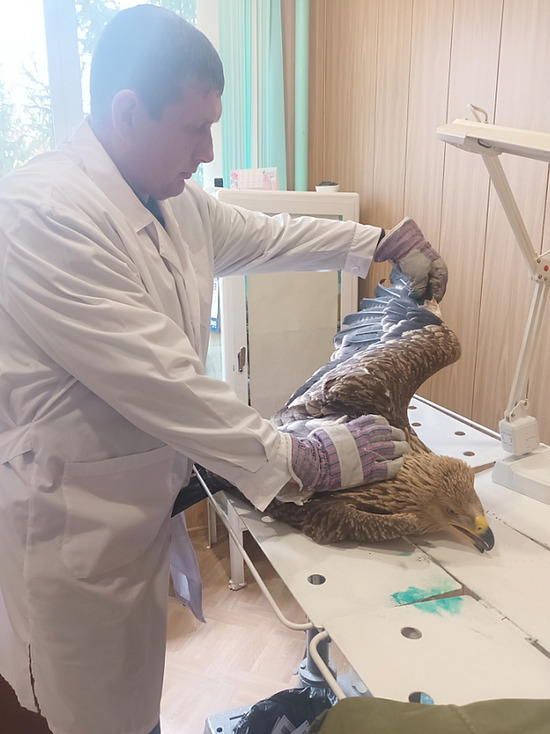 Птичку жалко: саратовские ветеринары спасли редкого орла