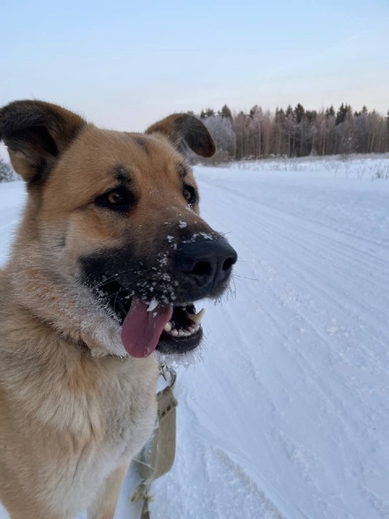 В Тверской области хозяйка не теряет надежды найти своих собак