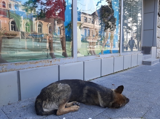 В Саратове школьника покусала бездомная собака